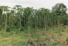Cameroun 2001_5.jpg